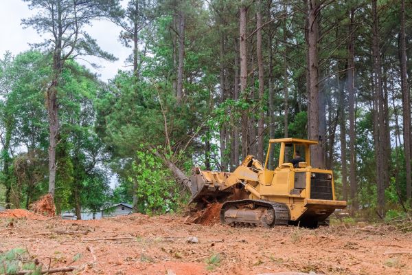 Trees Clearing in Conroe