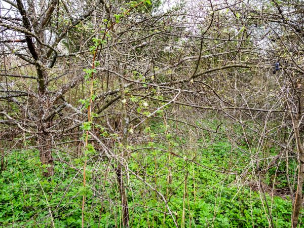 Underbrush Clearing in Conroe