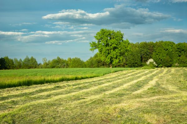 Vegetation Removal in Conroe