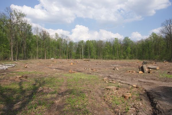Cost of Pasture Clearing in Conroe