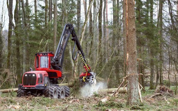 Cost of Forest Clearance Service in Conroe