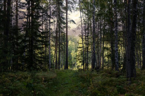 Cost of Pine Tree Clearing in Conroe