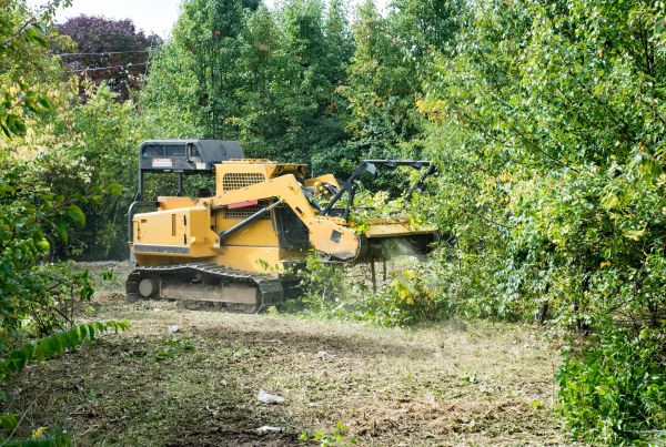 Cost of Pathway Clearing in Conroe