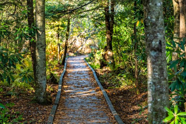 Trail Clearing in Conroe