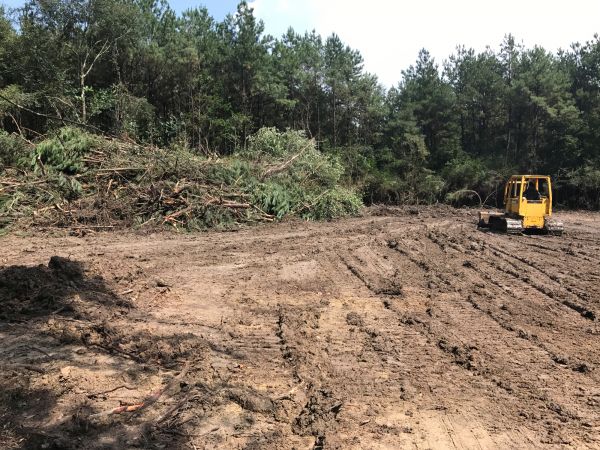 Cost of Thicket Clearing in Conroe